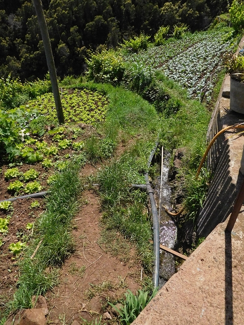 18 June 2016 Levada da Azenha — Along the western terminal branch, west, as far as the houses — photo 12