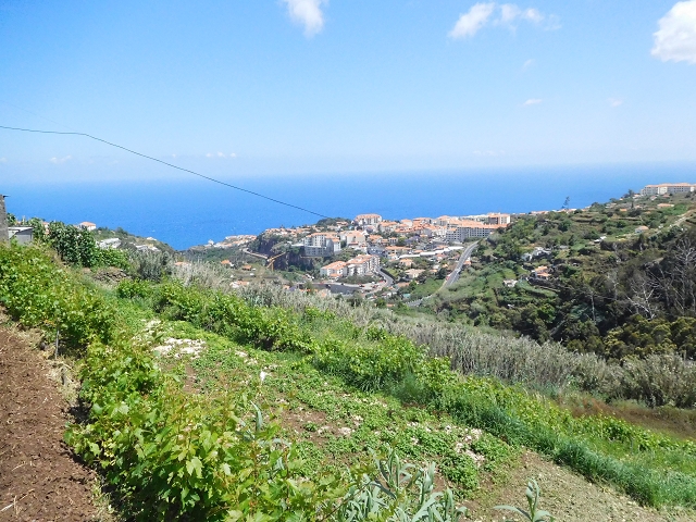 18 June 2016 Levada da Azenha — Along the western terminal branch, west, as far as the houses — photo 13
