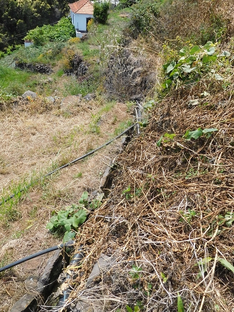 18 June 2016 Levada da Azenha — Along the western terminal branch, west, as far as the houses — photo 14