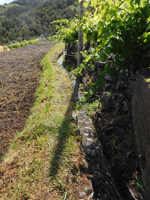 18 June 2016 Levada da Azenha — Along the western terminal branch, west, as far as the houses — photo 17