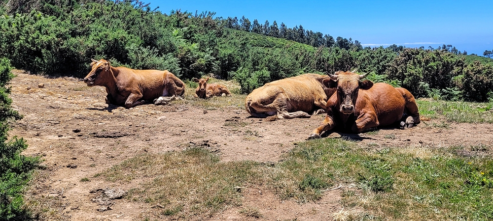 18.06.2022 Bardo Velho — Weiter zur Schotterpiste — Foto 6