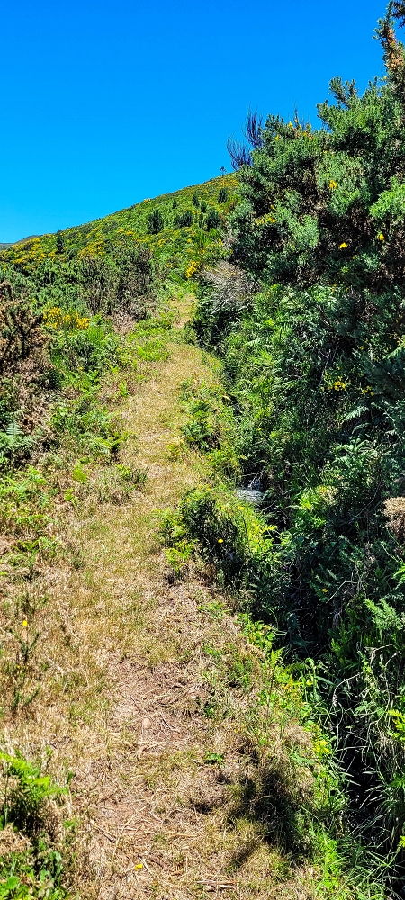 18.06.2022 Bardo Velho — Aufstieg durch Ginster und Baumheide — Foto 1