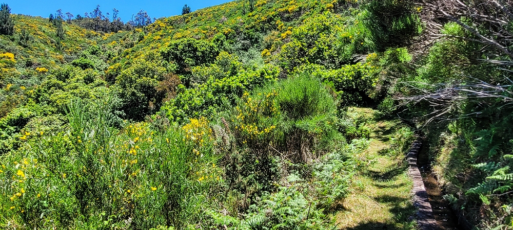 18.06.2022 Bardo Velho — Aufstieg durch Ginster und Baumheide — Foto 2