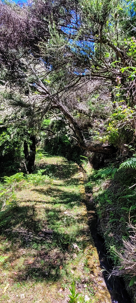 18.06.2022 Bardo Velho — Aufstieg durch Ginster und Baumheide — Foto 3