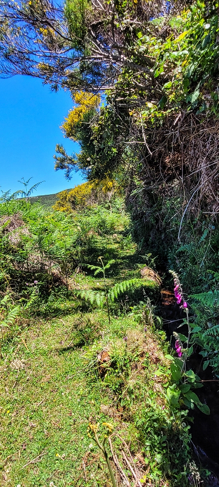 18.06.2022 Bardo Velho — Aufstieg durch Ginster und Baumheide — Foto 4