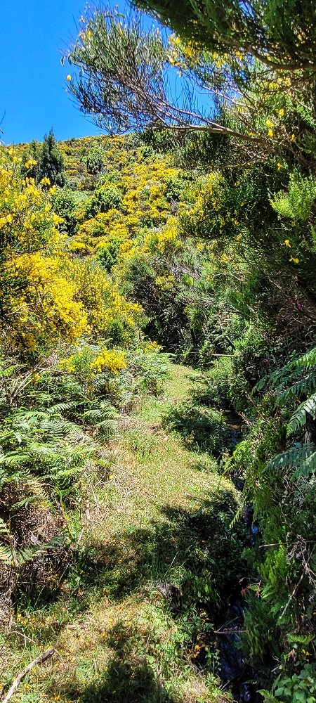 18.06.2022 Bardo Velho — Aufstieg durch Ginster und Baumheide — Foto 6