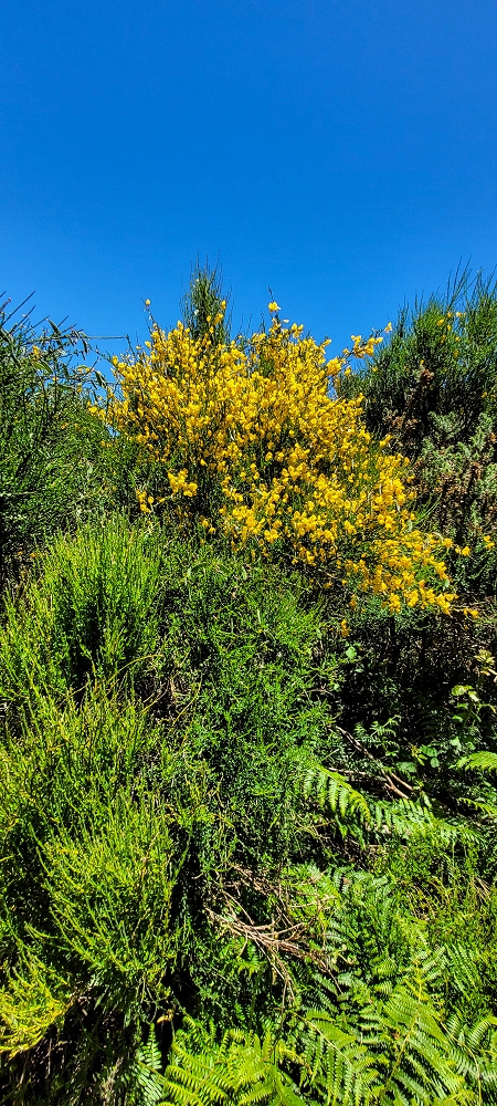 18.06.2022 Bardo Velho — Aufstieg durch Ginster und Baumheide — Foto 7