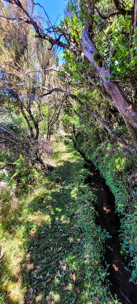 18.06.2022 Bardo Velho — Aufstieg durch Ginster und Baumheide — Foto 8
