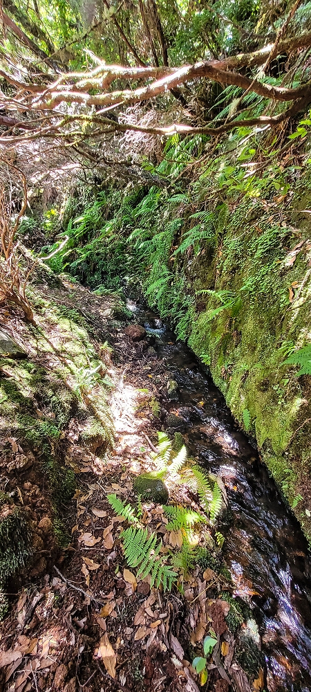 18.06.2022 Bardo Velho — Aufstieg durch Ginster und Baumheide — Foto 9