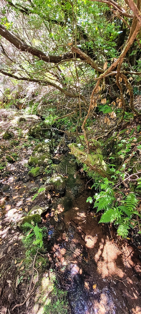 18.06.2022 Bardo Velho — Aufstieg durch Ginster und Baumheide — Foto 10