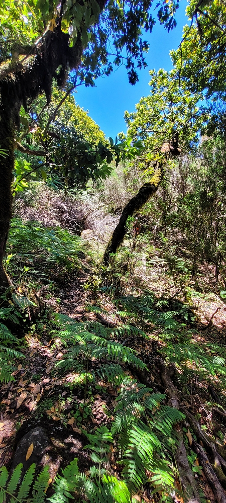 18.06.2022 Bardo Velho — Aufstieg durch Ginster und Baumheide — Foto 11