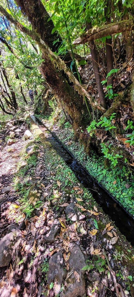 18.06.2022 Bardo Velho — Aufstieg durch Ginster und Baumheide — Foto 12