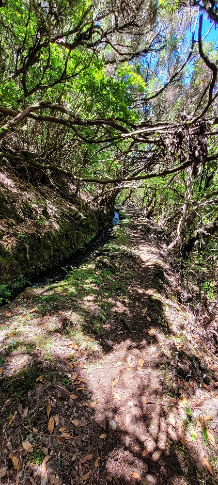 18.06.2022 Bardo Velho — Aufstieg durch Ginster und Baumheide — Foto 13
