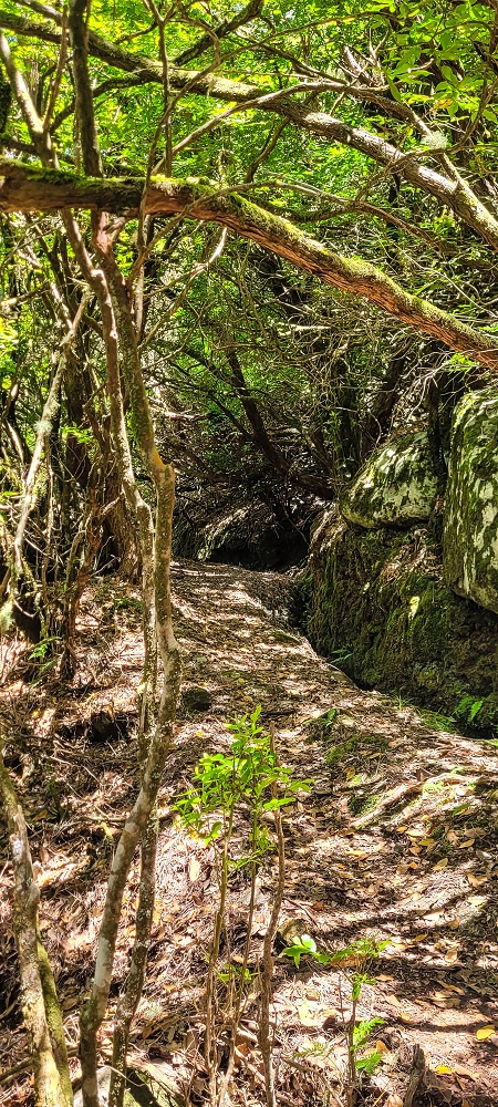 18.06.2022 Bardo Velho — Aufstieg durch Ginster und Baumheide — Foto 14
