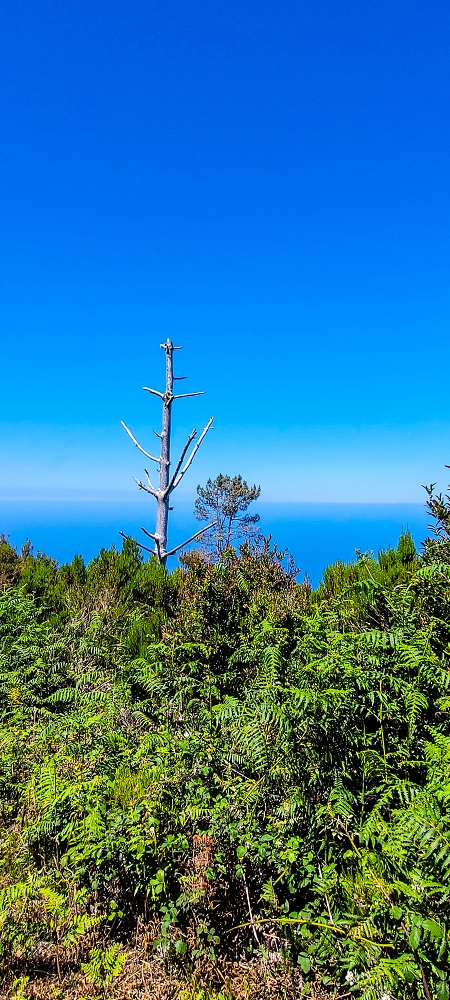 18.06.2022 Bardo Velho — Abstieg von der Fonte do Bispo zum Wasserspeicher — Foto 4