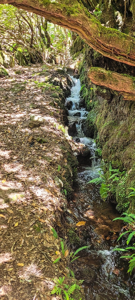 18.06.2022 Bardo Velho — Aufstieg durch Ginster und Baumheide — Foto 15