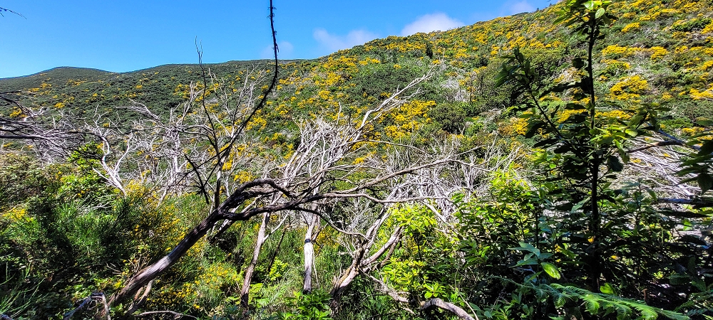 18.06.2022 Bardo Velho — Aufstieg durch Ginster und Baumheide — Foto 16