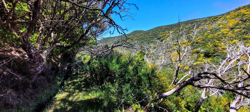 18.06.2022 Bardo Velho — Aufstieg durch Ginster und Baumheide — Foto 17