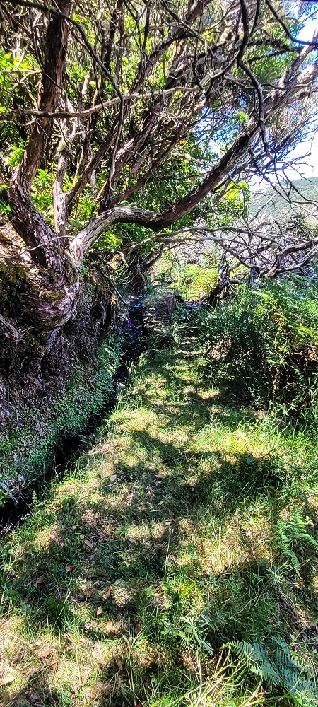 18.06.2022 Bardo Velho — Aufstieg durch Ginster und Baumheide — Foto 18