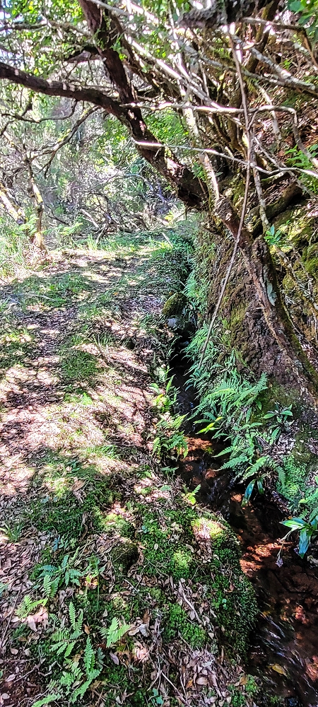 18.06.2022 Bardo Velho — Aufstieg durch Ginster und Baumheide — Foto 19