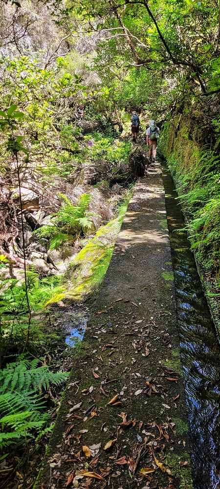 18.06.2022 Bardo Velho — Aufstieg durch Ginster und Baumheide — Foto 20