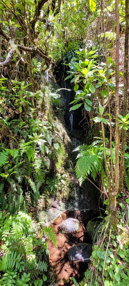 18.06.2022 Bardo Velho — Aufstieg durch Ginster und Baumheide — Foto 21