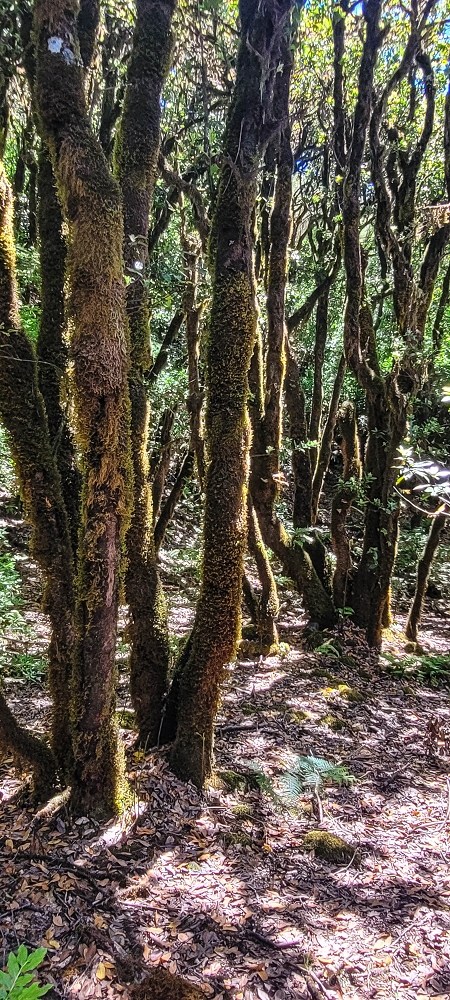 18.06.2022 Bardo Velho — Weiter zu Fonte do Bispo — Foto 4