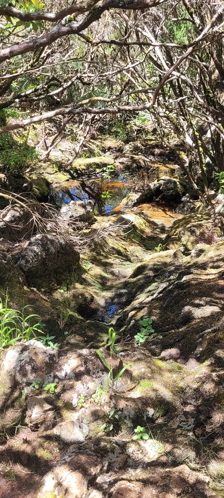 18.06.2024 Rocha Vermelha, eine meiner Lieblingslevadas — Auf dem PR 13 zurück zum Startpunkt — Foto 5