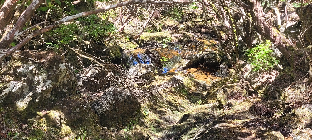 18.06.2024 Rocha Vermelha, eine meiner Lieblingslevadas — Auf dem PR 13 zurück zum Startpunkt — Foto 6
