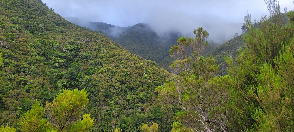 18.06.2024 Rocha Vermelha, eine meiner Lieblingslevadas — Abstieg zur Levada da Rocha Vermelha — Foto 1