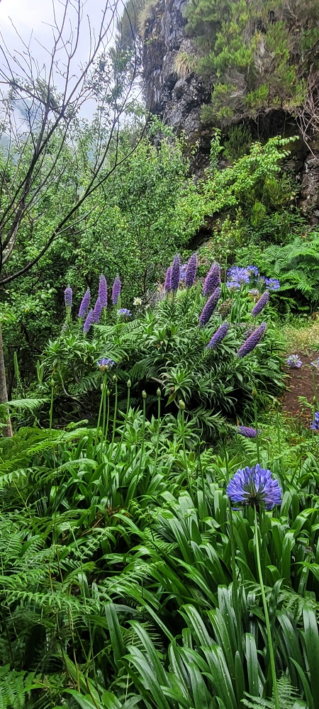 18.06.2024 Rocha Vermelha, eine meiner Lieblingslevadas — Abstieg zur Levada da Rocha Vermelha — Foto 6