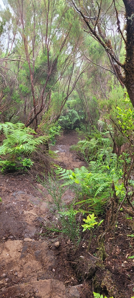 18.06.2024 Rocha Vermelha, eine meiner Lieblingslevadas — Über Palha Carga zur Ribeira dos Cedros — Foto 2