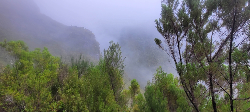 18.06.2024 Rocha Vermelha, eine meiner Lieblingslevadas — Über Palha Carga zur Ribeira dos Cedros — Foto 3