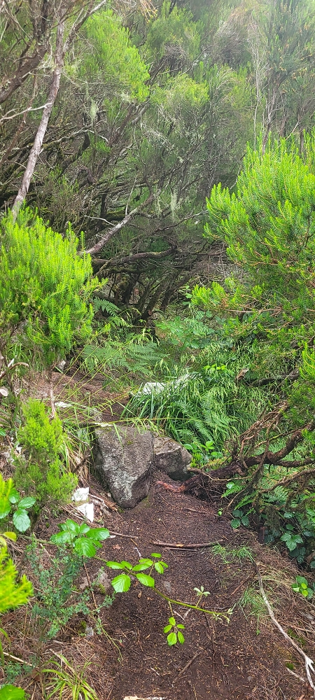 18.06.2024 Rocha Vermelha, eine meiner Lieblingslevadas — Über Palha Carga zur Ribeira dos Cedros — Foto 5