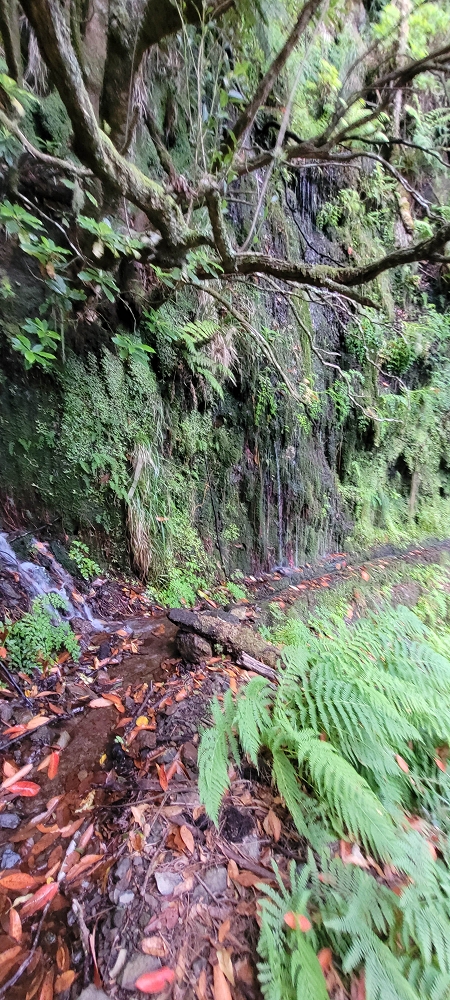 18.06.2024 Rocha Vermelha, eine meiner Lieblingslevadas — Weiter zu den seitlichen Wasserfällen — Foto 6