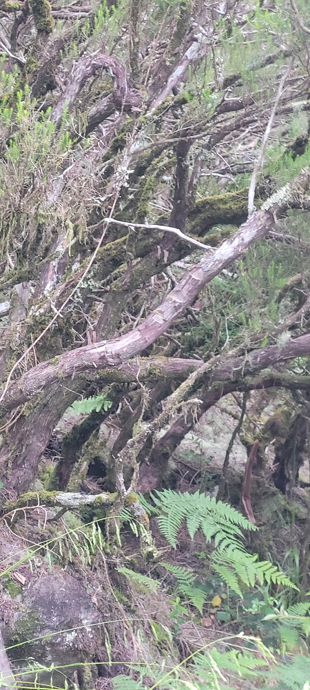 18.06.2024 Rocha Vermelha, eine meiner Lieblingslevadas — Über Palha Carga zur Ribeira dos Cedros — Foto 6