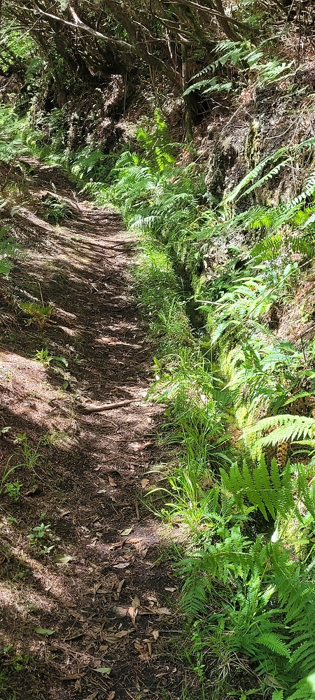 18.06.2024 Rocha Vermelha, eine meiner Lieblingslevadas — Stairway to Heaven bis zur Schluchtpassage — Foto 13