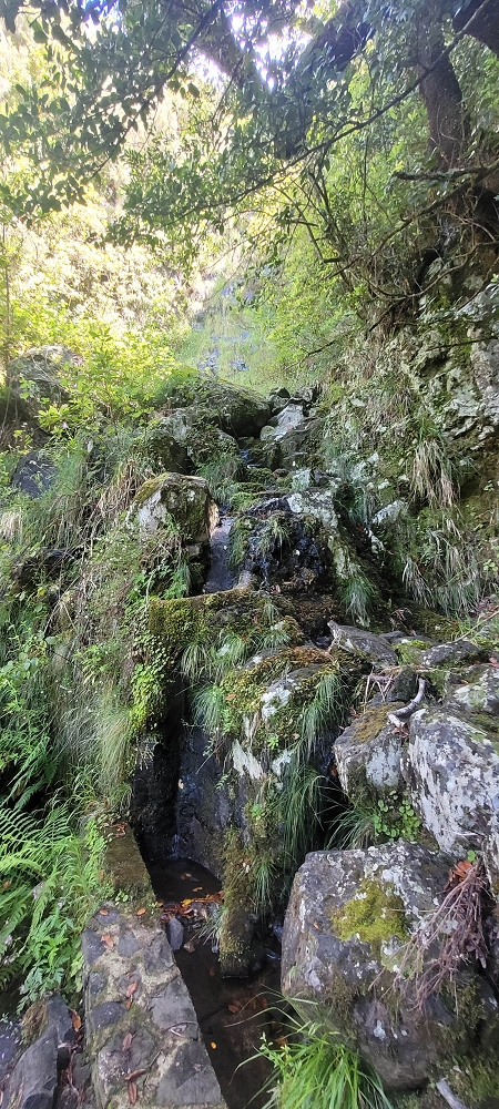 18.06.2024 Rocha Vermelha, eine meiner Lieblingslevadas — Weiter zum Abzweiger und zur neu zugänglichen alten Madre — Foto 6