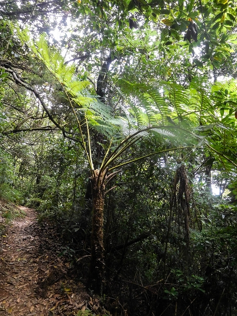18 August 2017 Circuit above Porto da Cruz — On the PR5 to Funduras — photo 6