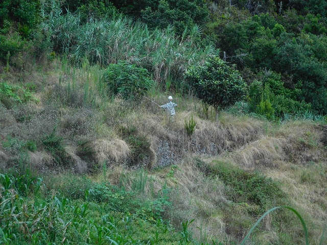 18 August 2017 Circuit above Porto da Cruz — Along the Levada da Cova das Pedras to the Larano cable car — photo 4