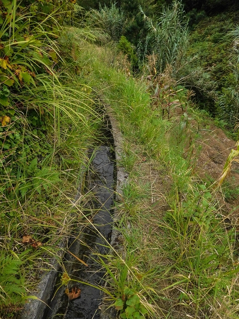 Levada do Poco do Arvoredo — Der etwas zugewachsene, schmale Abschnitt — Foto 1