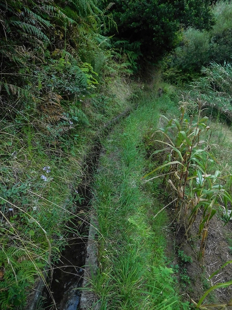 Levada do Poco do Arvoredo — Der etwas zugewachsene, schmale Abschnitt — Foto 2