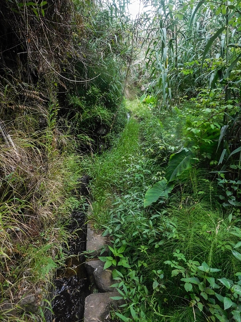 Levada do Poco do Arvoredo — Der etwas zugewachsene, schmale Abschnitt — Foto 4