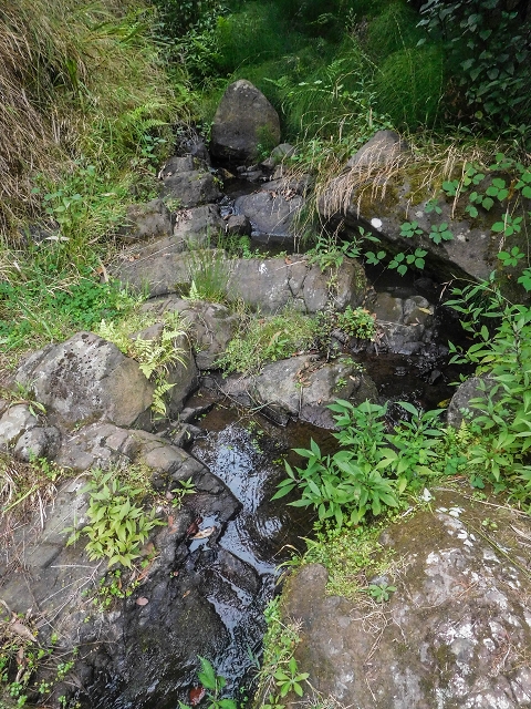Levada do Poco do Arvoredo — Abschnitt bis zum Bach — Foto 7