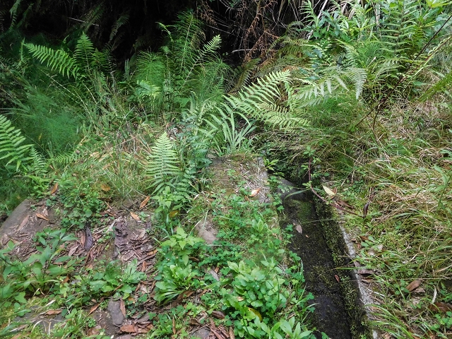 Levada do Poco do Arvoredo — Abschnitt bis zum Bach — Foto 8