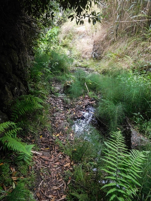 Levada do Poco do Arvoredo — Abschnitt bis zum Bach — Foto 5