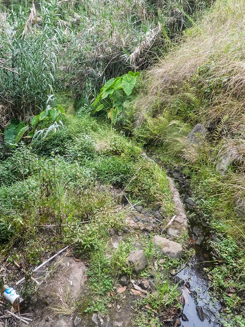 Levada do Poco do Arvoredo — Abschnitt bis zum Bach — Foto 6