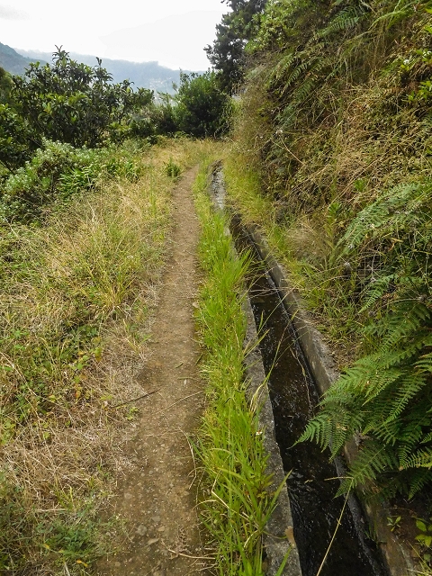 Levada do Poco do Arvoredo — Ab dem Zugangsweg wird es etwas breiter und offener — Foto 1