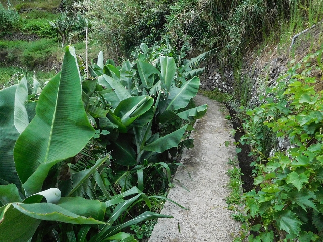 Levada do Poco do Arvoredo — Ab dem Zugangsweg wird es etwas breiter und offener — Foto 3