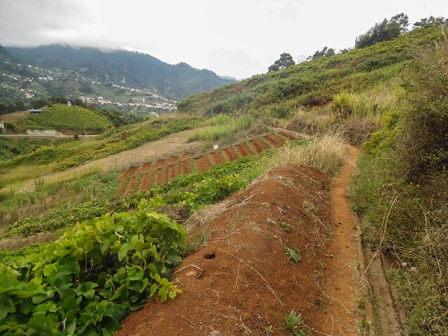Levada do Poco do Arvoredo — Entlang der Felder zum Caminho da Praia do Lorano — Foto 1